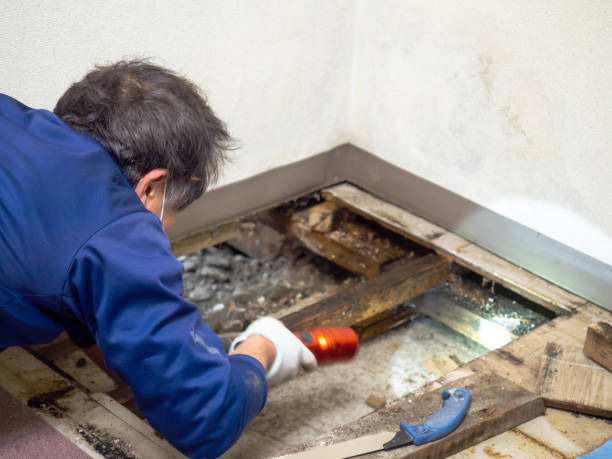 Home Mold Removal in Osseo, WI