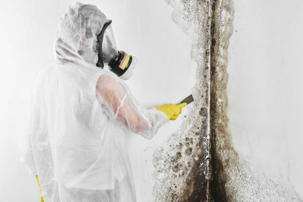 Mold Testing and Removal in Osseo, WI