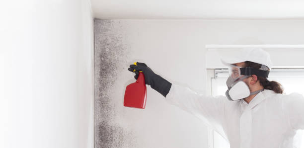 Best Certified Mold Removal  in Osseo, WI