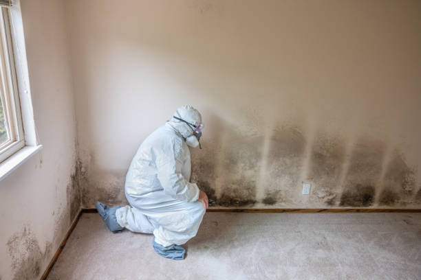Best Office Mold Removal Services  in Osseo, WI
