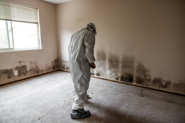 Best Commercial Mold Removal  in Osseo, WI