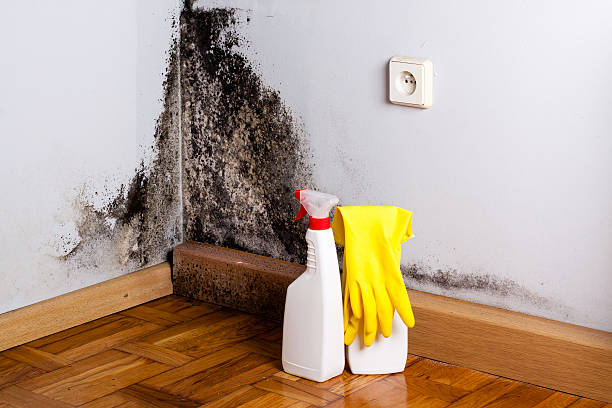 Best Attic Mold Removal  in Osseo, WI