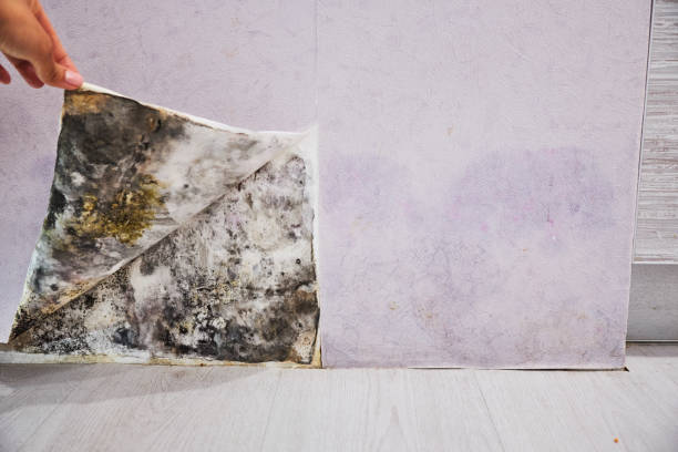 Mold Testing and Removal in Osseo, WI